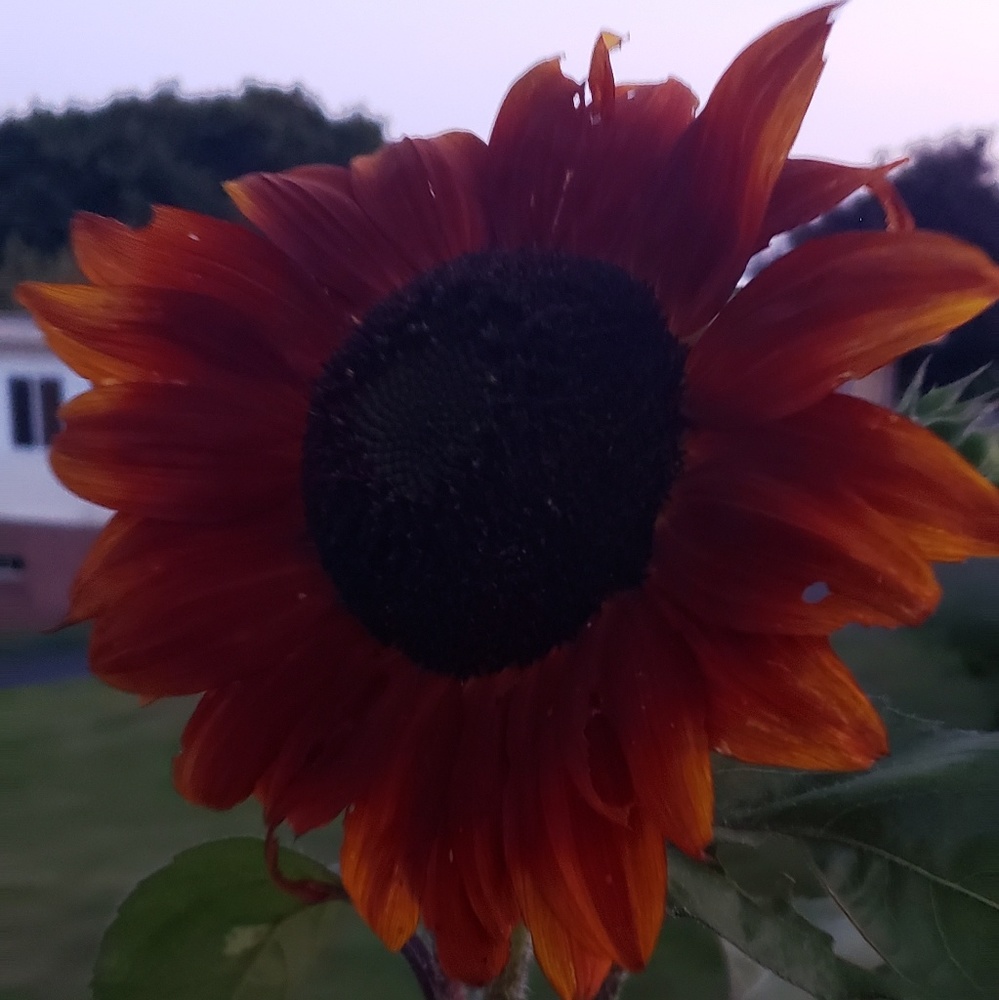 Meet your Posher, Dawn